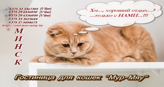 Гостиница для кошек "Мур-Мяу", Минск - 